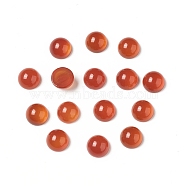 Natural Red Agate Cabochons, Half Round, 6x3~3.5mm(G-G994-J03-01)