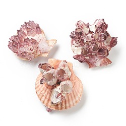 Natural Conch Shell Display Decorations, Lotus, Old Rose, 73~90x69~81x37~57mm(AJEW-H126-06)
