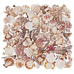 Natural Shell Beads, No Hole/Undrilled, Mixed Color, 55~75x14~18x14~18mm, 200pcs/box(SSHEL-NB0001-22)