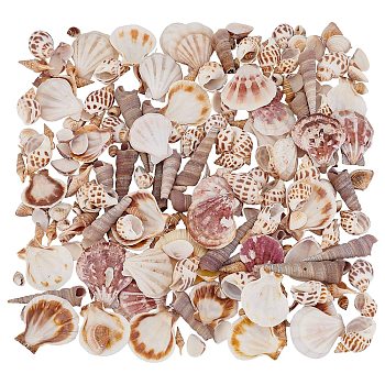 Natural Shell Beads, No Hole/Undrilled, Mixed Color, 55~75x14~18x14~18mm, 200pcs/box