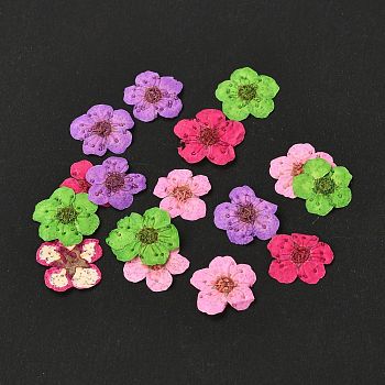 Narcissus Embossing Dried Flowers, for Cellphone, Photo Frame, Scrapbooking DIY Handmade Craft, Mixed Color, 7mm, 20pcs/box