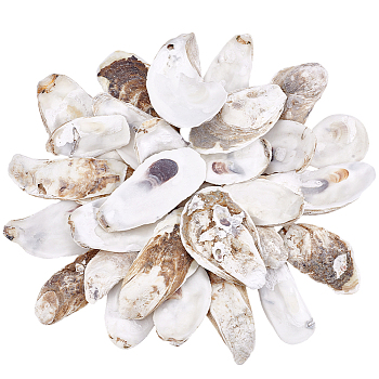 30Pcs 3 Styles Oyster Shell, White, 70~120mm, 10pcs/style
