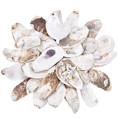 30Pcs 3 Styles Oyster Shell(DIY-PH0029-34)-1