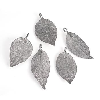 Electroplated Natural Leaf Big Pendants, with Iron Findings, Black Plated, 50~80x20~35x1mm, Hole: 3x6mm