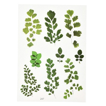 Waterproof Plastic Self Adhesive Stickers, Plant Pattern, Leaf Pattern, 15x10.5x0.01cm