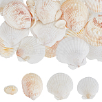 Natural Shell Display Decorations, DIY Decorative Craft Material, for Vase Filler, Mixed Color, 12~27x15~35x5~12mm, 40g(SSHEL-SP0001-01)