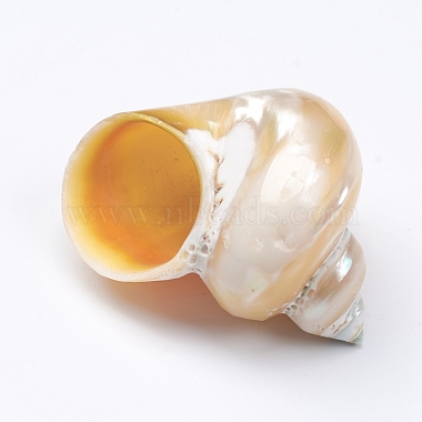 Hermit Crab Shells(SSHEL-WH0001-15C)-2