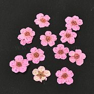 Narcissus Embossing Dried Flowers, for Cellphone, Photo Frame, Scrapbooking DIY Handmade Craft, Pink, 7mm, 20pcs/box(DIY-K032-60H)