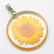 Alloy Resin Pendants, Flat Round, with Dried Flower inside, Platinum, Gold, 32~32.5x4~4.5mm, Hole: 4x4mm(RESI-S321-06)