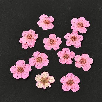 Narcissus Embossing Dried Flowers, for Cellphone, Photo Frame, Scrapbooking DIY Handmade Craft, Pink, 7mm, 20pcs/box