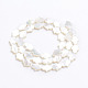 Perlas de concha de nácar de concha blanca natural(X-SSHEL-L017-006)-3