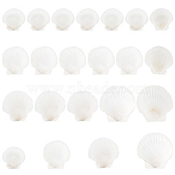 Elite 20Pcs 4 Style Natural Scallop Shells, for DIY Craft Beach Wedding Home Decoration Decoration or Serving Food, White, 61~107x51~109x2~3mm(SSHEL-PH0001-23)