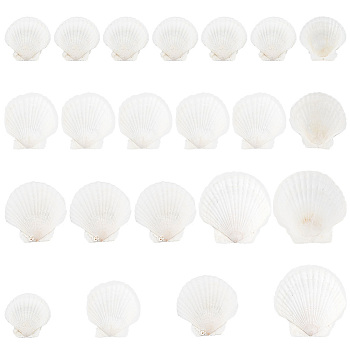 Elite 20Pcs 4 Style Natural Scallop Shells, for DIY Craft Beach Wedding Home Decoration Decoration or Serving Food, White, 61~107x51~109x2~3mm