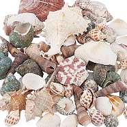 Natural Shell Display Decorations, Mixed Color, 16.5~93.5x14~70x9~56mm(SSHEL-WH0001-16)