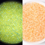 100G Luminous Frosted Glass Beads, Glow in the Dark, Rondelle, Dark Orange, 4x3.5mm, Hole: 1.2mm(FGLA-WH0003-01E)