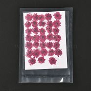 Pressed Dried Flowers, for Cellphone, Photo Frame, Scrapbooking DIY Handmade Craft, Camellia, 15~20x13~19mm, 100pcs/bag(DIY-K032-58M)