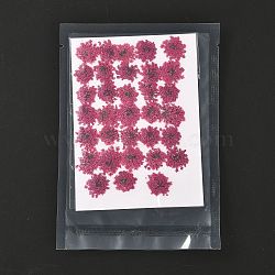 Pressed Dried Flowers, for Cellphone, Photo Frame, Scrapbooking DIY Handmade Craft, Camellia, 15~20x13~19mm, 100pcs/bag(DIY-K032-58M)