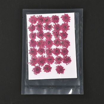 Pressed Dried Flowers, for Cellphone, Photo Frame, Scrapbooking DIY Handmade Craft, Camellia, 15~20x13~19mm, 100pcs/bag
