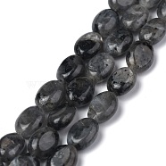 Natural Black Larvikite Beads Strands, Oval, 8x6x3.5~4mm, Hole: 1mm, about 45~52pcs/strand, 15.16~15.74 inch(38.5~40cm)(G-Z006-A03)