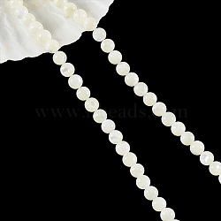 Natural Trochid Shell/Trochus Shell Beads Strands, Round, Antique White, 6mm, Hole: 1mm, about 65pcs/strand, 15.55''(39.5cm)(SHEL-WH0001-008)