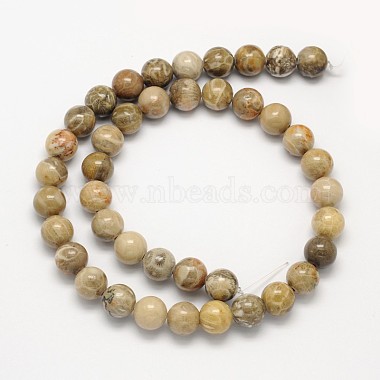Brins de perles rondes de corail fossile naturel(G-N0166-05-8mm)-4