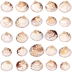 30Pcs Electroplated Edge Natural Sea Shell Pendants, Shell Shaped Charms with Golden Tone Iron Loops, Coconut Brown, 20~28.5x22~31x5~7.5mm, Hole: 1.2~1.8mm(SSHEL-SC0001-63)