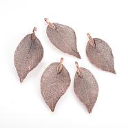 Electroplated Natural Leaf Big Pendants, with Iron Findings, Copper Plated, 50~80x20~35x1mm, Hole: 3x6mm(IFIN-Q119-03H)