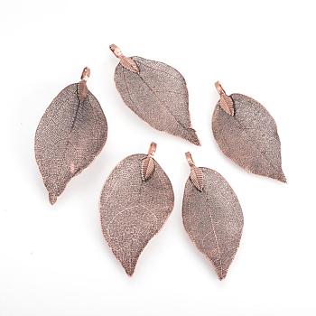 Electroplated Natural Leaf Big Pendants, with Iron Findings, Copper Plated, 50~80x20~35x1mm, Hole: 3x6mm