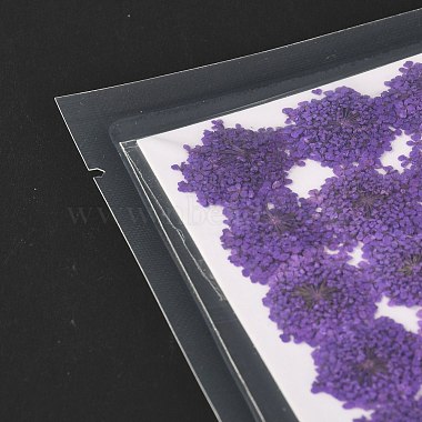 Pressed Dried Flowers(DIY-K032-58F)-4