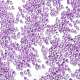 Transparent Inside Colours Glass Seed Beads(X1-SEED-H003-04E)-3
