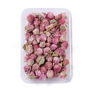 Dried Flowers, DIY Candle Soap Making Accessories, with Plastic Rectangle Box, Camellia, 1.2~4.5x1.3~2cm(DIY-D052-01)