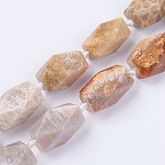Natural Fossil Coral Beads Strands, Faceted, Oval, 22~24.5x14~18mm, Hole: 2mm, about 15pcs/strand, 16.3~16.5 inch(41.7~42cm)(G-F554-09)