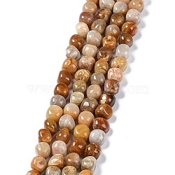Natural Fossil Coral Beads Strands, Nuggets Tumbled Stone, 6.5~15x7~14x7~14mm, Hole: 1~1.4mm, about 32~33pcs/strand, 15.16~ 15.75 inch(38.5~40cm)(G-C038-02T)