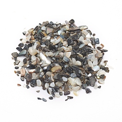 Natural Freshwater Shell Beads, Shell Shards, Dyed, No Hole, Chip, Black, 1~10x1~4x0.5~2mm(BSHE-I011-03A)