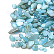 Shell Beads, No Hole Beads, Dyed, Chip, Sky Blue, 1~15x1~15x0.5~5mm(X-SHEL-R020-08)