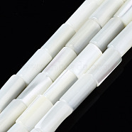 Natural Trochid Shell/Trochus Shell Beads Strands, Column, Bleach, Seashell Color, 8x4mm, Hole: 0.7mm, about 51pcs/strand, 15.94 inch(40.5cm)(X-SSHEL-S266-020A-02)