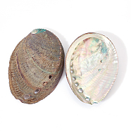 Natural Abalone Shell Display Decoration, for Fish Tank Landscaping Decoration, 109~117x77~83x18~21mm(DJEW-WH0015-105)