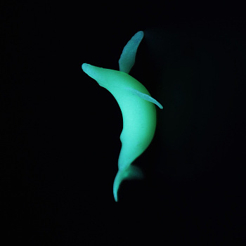 Whale Shaped Plastic Decorations, Luminous/Glow in the Dark, for DIY Silicone Molds, White, 33x20x10mm, Box: 40x34.5x18.5mm