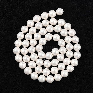Chapelets de perles en coquille(X-BSHE-R146-6mm-02)-3