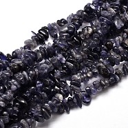 Natural Cordierite/Iolite/Dichroite Chip Beads Strands, 5~14x4~10mm, Hole: 1mm, about 15.5 inch~16.1 inch(G-E271-82)