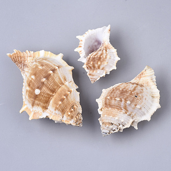 Natural Conch Shell Beads, Undrilled/No Hole Beads, Antique White, 58.5~99x42~64.5x31~48mm