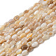 Natural Freshwater Shell Beads Strands(SHEL-H072-03)-1