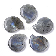 Natural Labradorite Beads, No Hole/Undrilled, Spiral Shell Shape, 25x21x5mm(G-R464-008B)