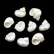 Natural Spiral Shell Beads, No Hole, Shell, 21~29x21~29x17~25mm(SSHEL-N034-126)