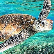 DIY Ocean Theme Diamond Painting Kits, including Canvas, Resin Rhinestones, Diamond Sticky Pen, Tray Plate and Glue Clay, Rectangle, Sea Turtle Pattern, 300x400mm(DIAM-PW0001-266G)