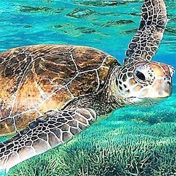 DIY Ocean Theme Diamond Painting Kits, including Canvas, Resin Rhinestones, Diamond Sticky Pen, Tray Plate and Glue Clay, Rectangle, Sea Turtle Pattern, 300x400mm