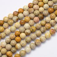 Natural Fossil Coral Beads Strands, Round, 8~8.5mm, Hole: 1mm, about 49pcs/strand, 15.7 inch(40cm)(G-G697-F01-8mm)