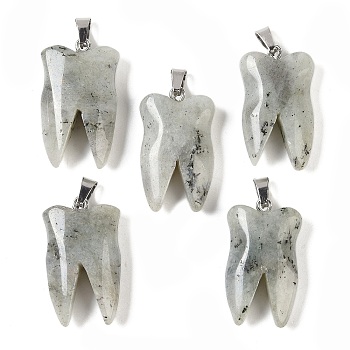 Natural Labradorite Pendants, Tooth Charms with Stainless Steel Color Stainless Steel Findings, 39.5~40x19~19.5x8~8.5mm, Hole: 3.5x6.5mm