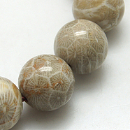 Natural Fossil Coral Beads Strands, Round, 6mm, Hole: 1mm, about 67pcs/strand, 15.5 inch(X-G-G212-6mm-31)