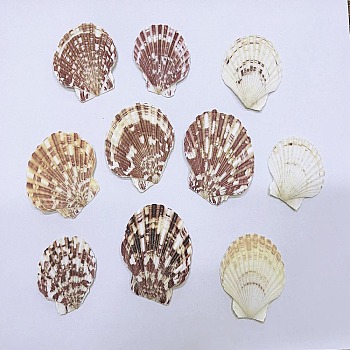 Beautiful Beach Sea Conch, Shells Crafts, for Aquarium Fish Tank Decoration, Mixed Color, 40~60mm, about 500g/set.